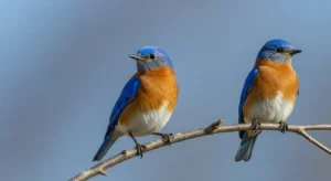 bluebird symbolism