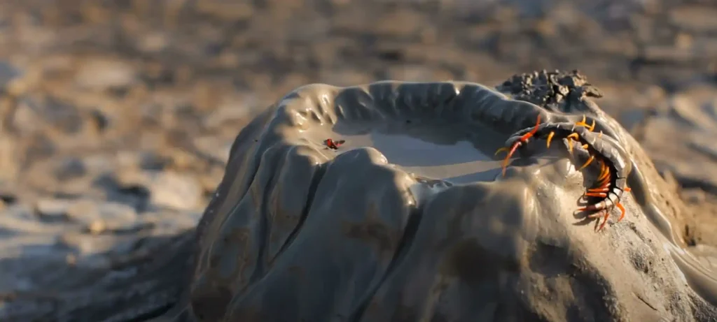 Centipede Spiritual Meaning - The Brief Answer
