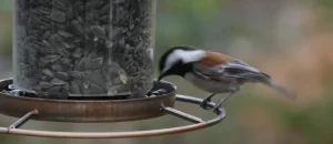 Chickadee's Spiritual Meaning Explained All