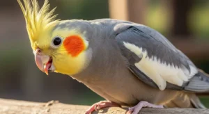 cockatiel sound meaning
