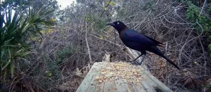 Common Grackle Spiritual Meaning Explained All
