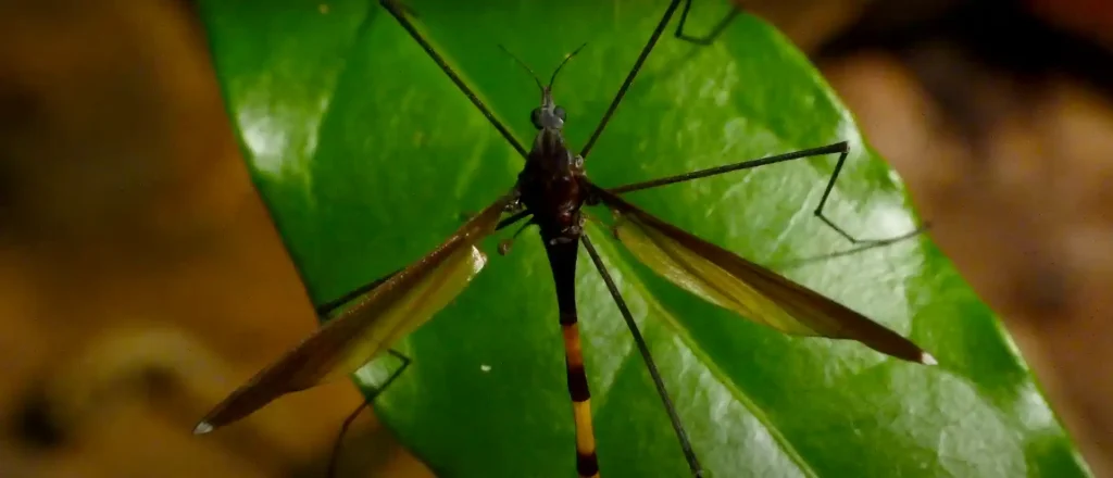 Conclusion of Crane Fly Spiritual Meaning