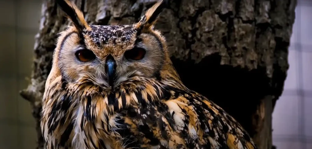 Daytime Owl Hoots Luck or Warning