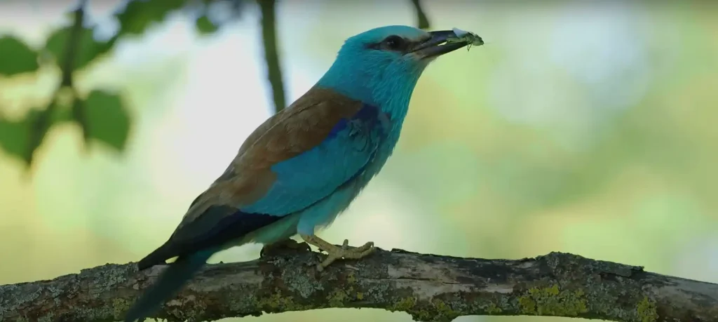 Discovering Your Bird Spirit Animal