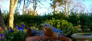 Eastern Bluebird Spiritual Meaning