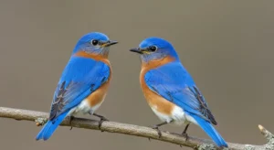 eastern bluebird spiritual meaning explained