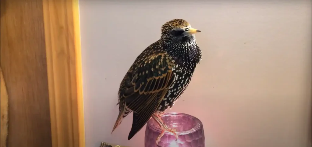 European Starling Spiritual Meaning