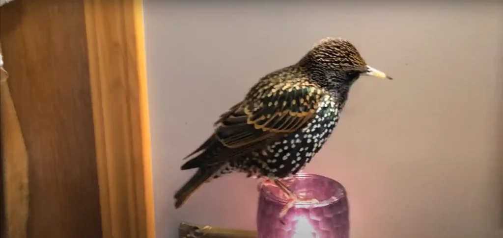 European starling spiritual meaning - The Brief Answer