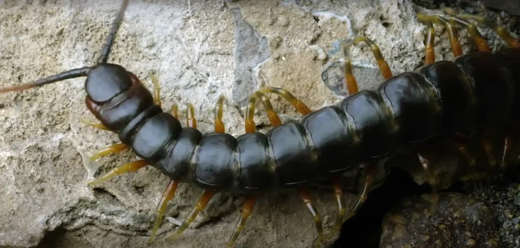 Exploring Centipedes in Astrology and the Relationships to the Zodiac Signs