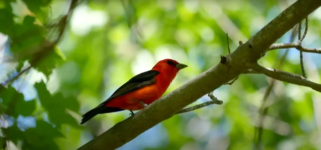 Find Out Scarlet Tanager's Spiritual Role!