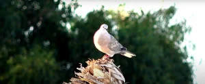 Grey Dove Visits Know Spiritual, Symbolism, and Biblical Mean