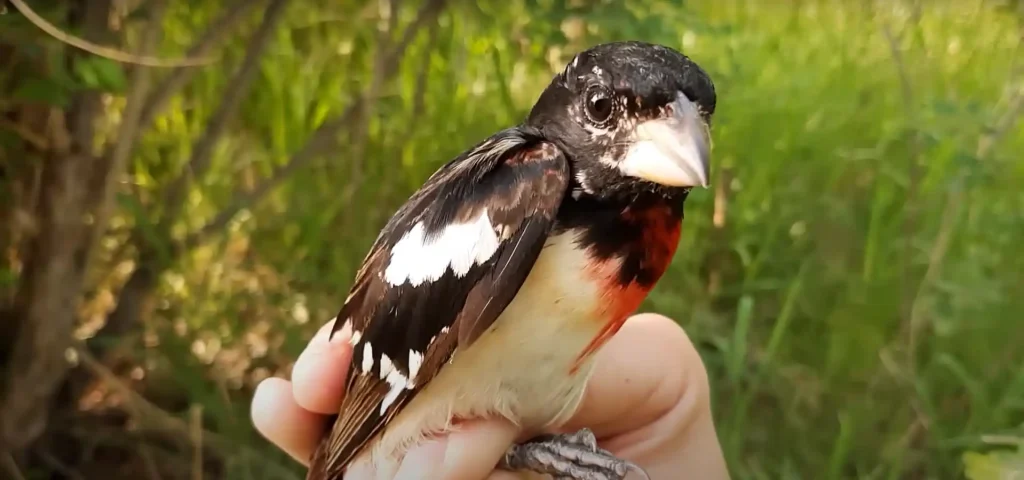 Grosbeak Symbolism & Meaning