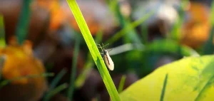 Hidden Meanings Behind the Crane Fly!