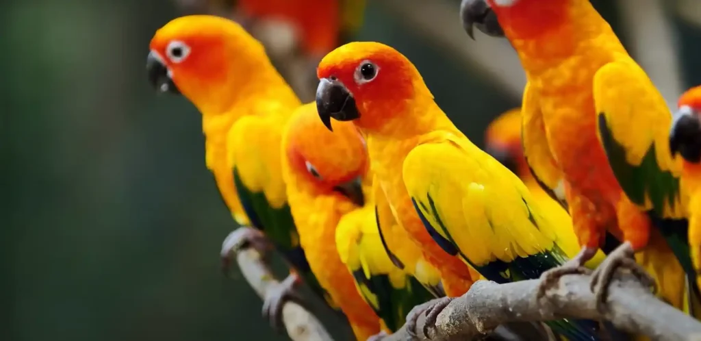 Integrating Birdsong into Our Spiritual Practice for Harmony