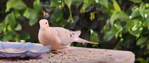 Mourning Dove Spiritual Meaning Explained Completely