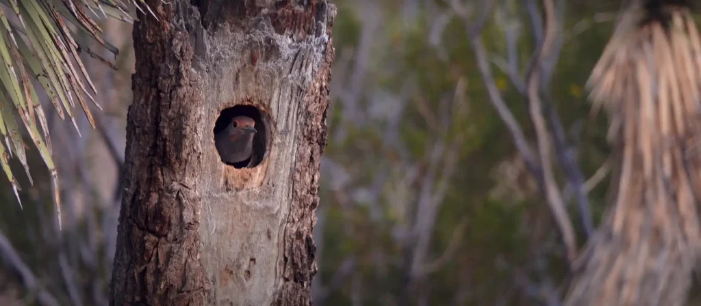 Northern Flicker Spiritual Meaning Explained