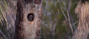 Northern Flicker Spiritual Meaning Explained