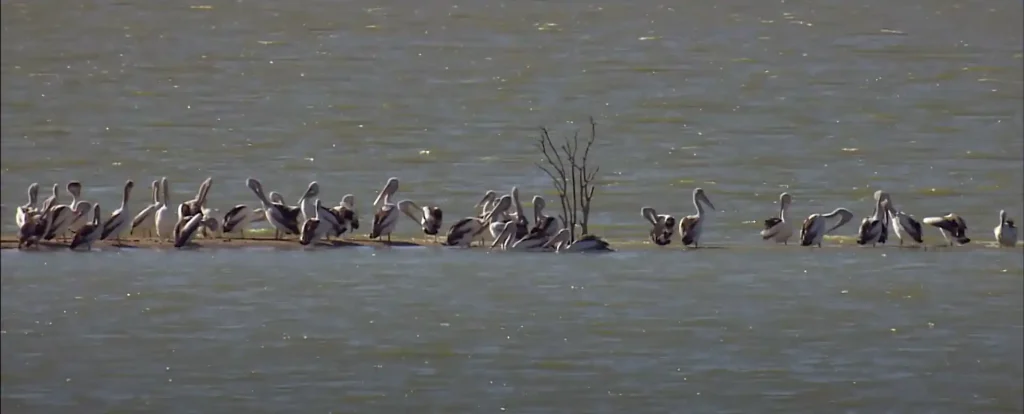 Pelican Spirit Animal