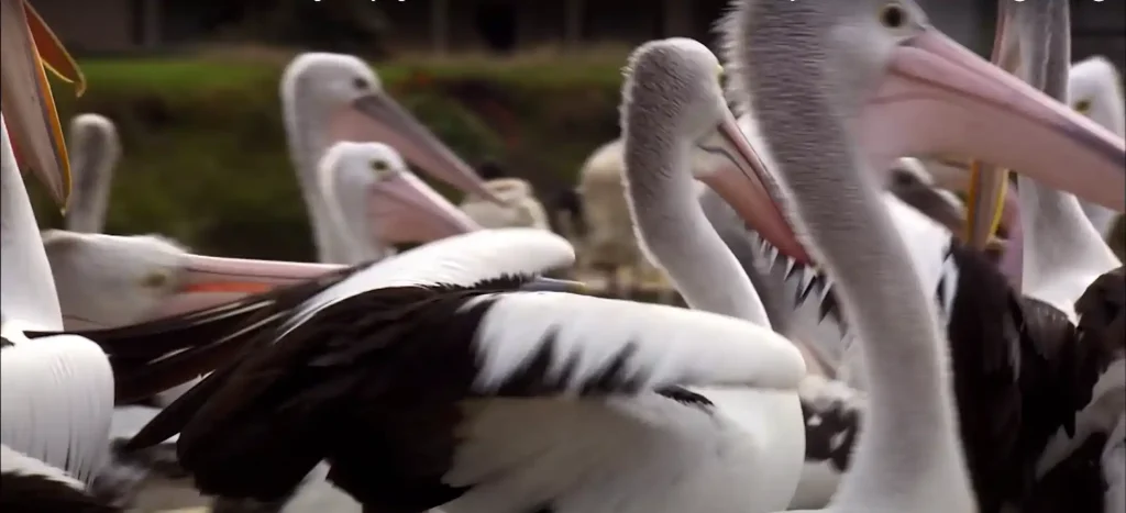 Pelican Spiritual Meanings in Different Cultures