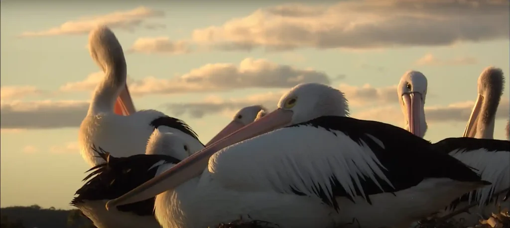 Pelican Symbolism