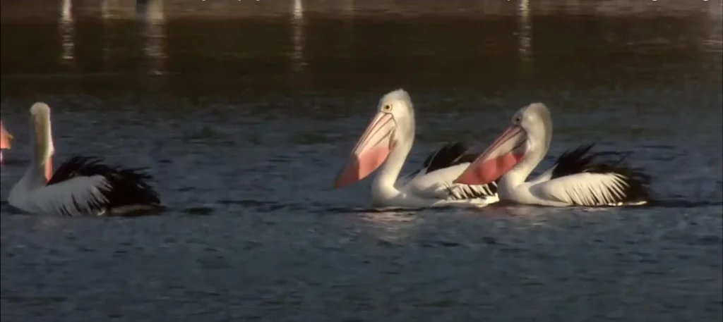 Pelicans as your Totem (Spiritual Meanings)
