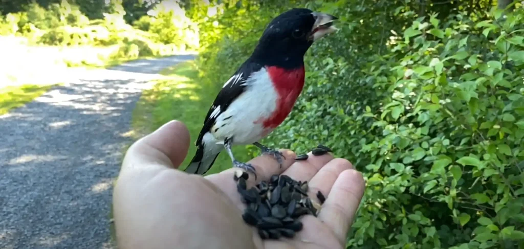 Practical Ways to Connect with Grosbeak Spirit