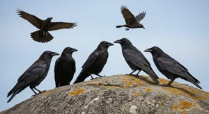 ravens by the numbers what they foretell!