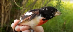 Rose Breasted Grosbeak Spiritual Meaning Explained!