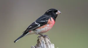 seeing two rose breasted grosbeaks meaning