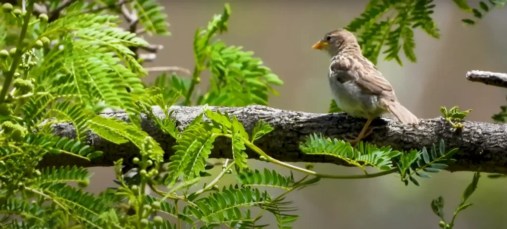 Sparrow Spirit Animal