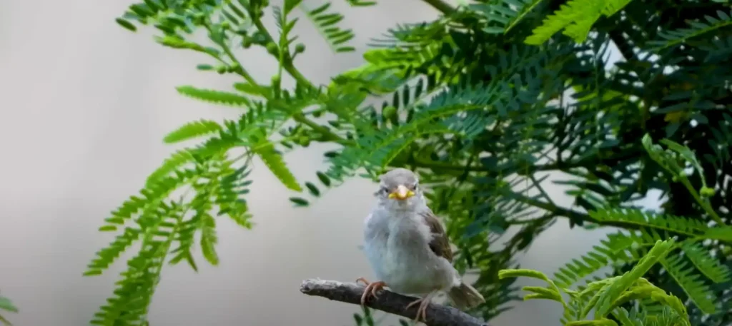 Sparrow Symbolism in Dreams