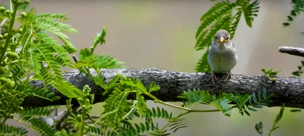 Sparrow Totem Animal Symbolism