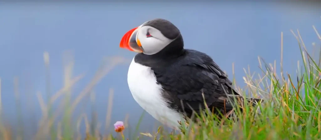 Spiritual Meaning Of Birds Chirping In The Morning Different Species & Their Associated Meanings