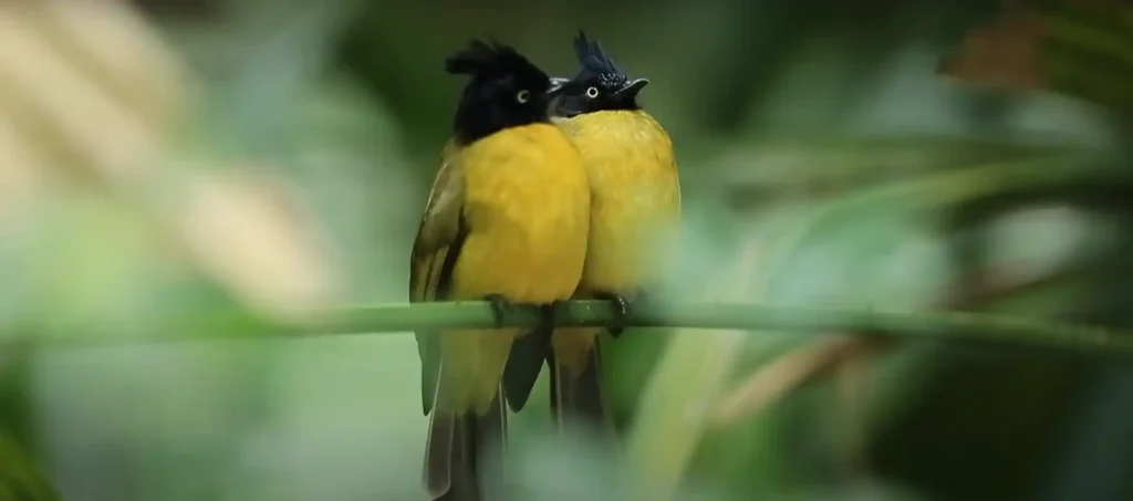 Spiritual Meaning of Hearing Birds Chirping in the Morning - The Brief Answer