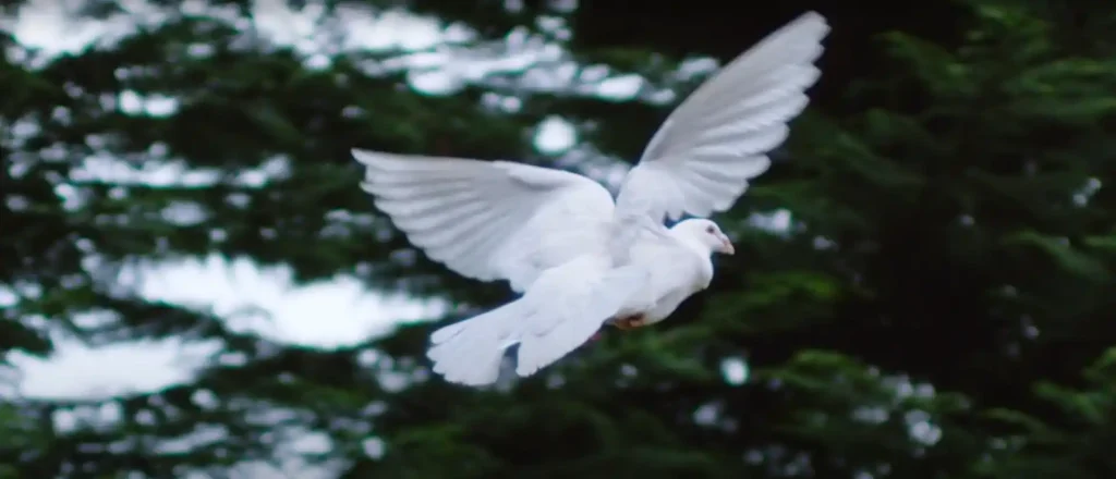 Spiritual Meaning of Seeing a White Bird - The Brief Answer