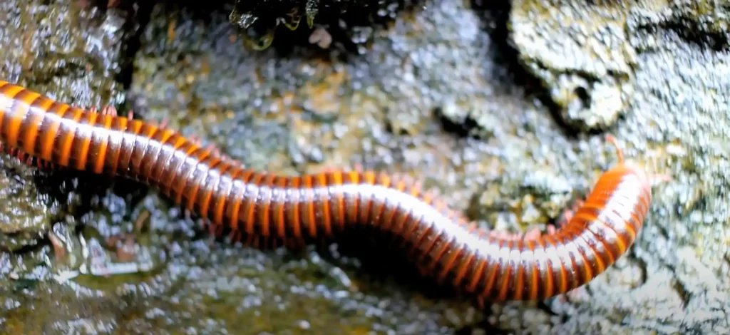 Spiritual Meanings of Centipede & Symbolism