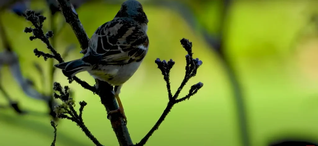 Spiritual Meanings of Sparrow
