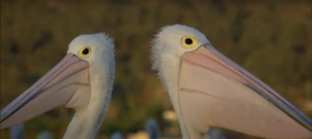 Spiritual Meanings of a Pelican Crossing Your Path