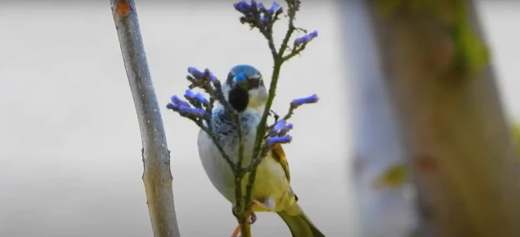 Spiritual Meanings of a Sparrow Visiting You
