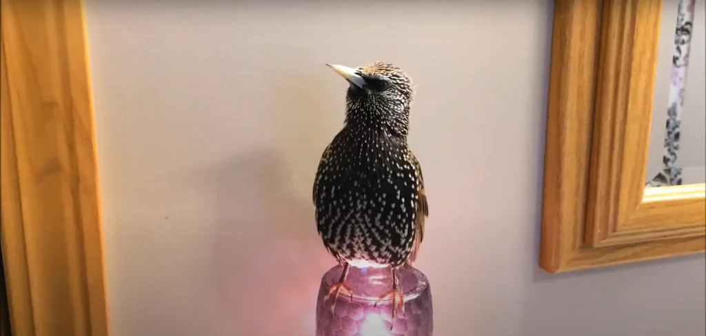 Starling Totem Animal