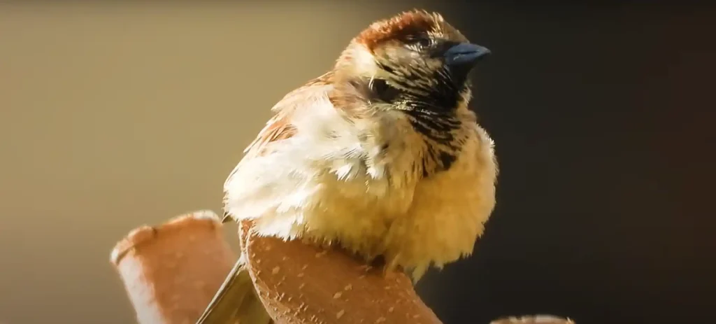 Symbolic Meanings of Sparrows