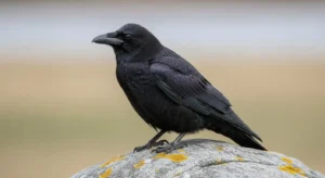 symbolism of ravens