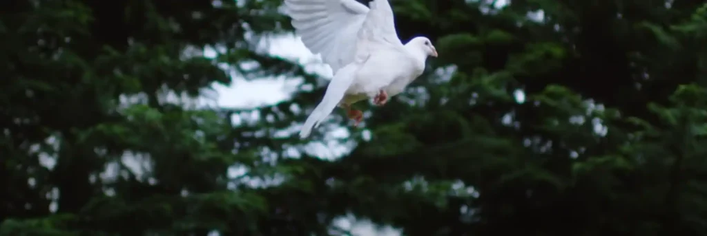 The Symbolism of White Birds