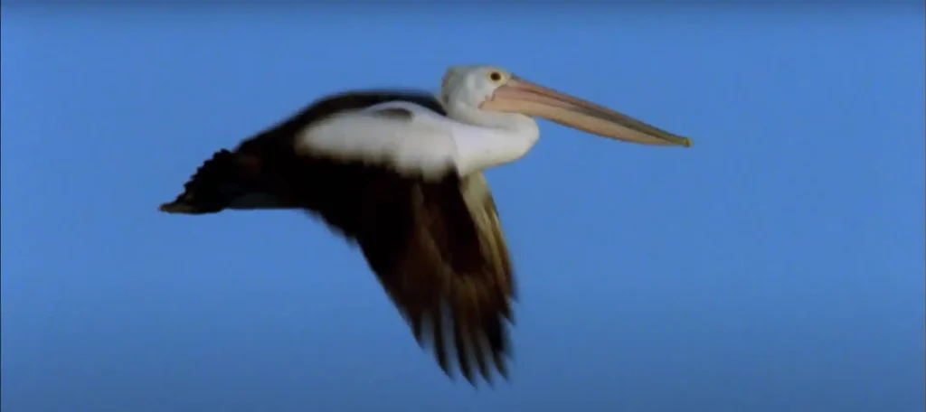 The Truth Behind Pelican Crossings Explained!