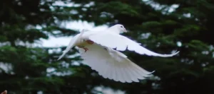 The Truth Behind White Bird Sightings Explained!