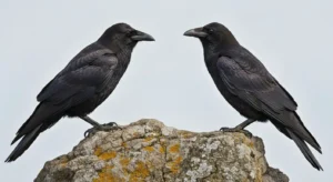 three ravens meaning