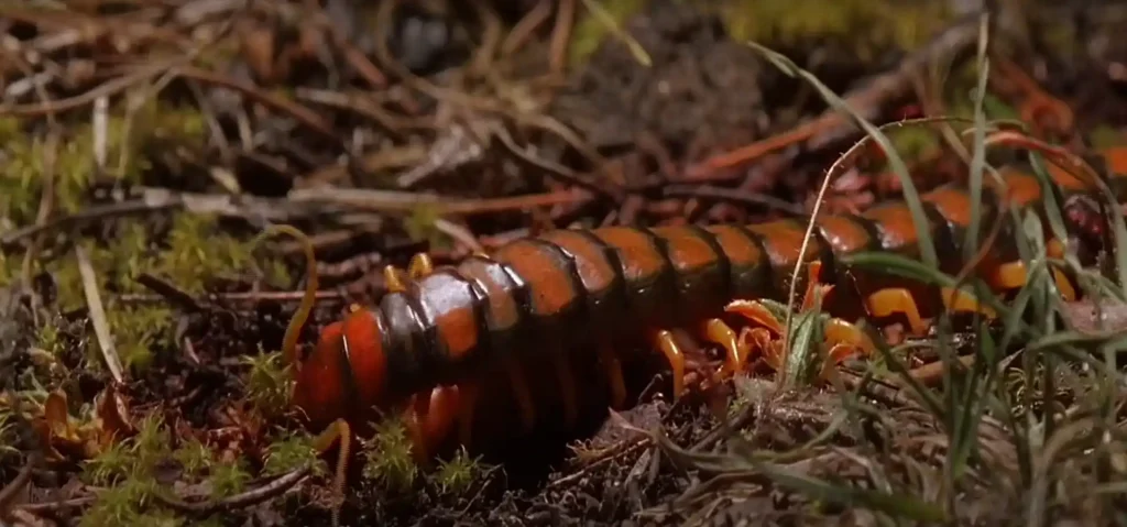 Understanding and Embracing the Wisdom of the Centipede Totem Animal