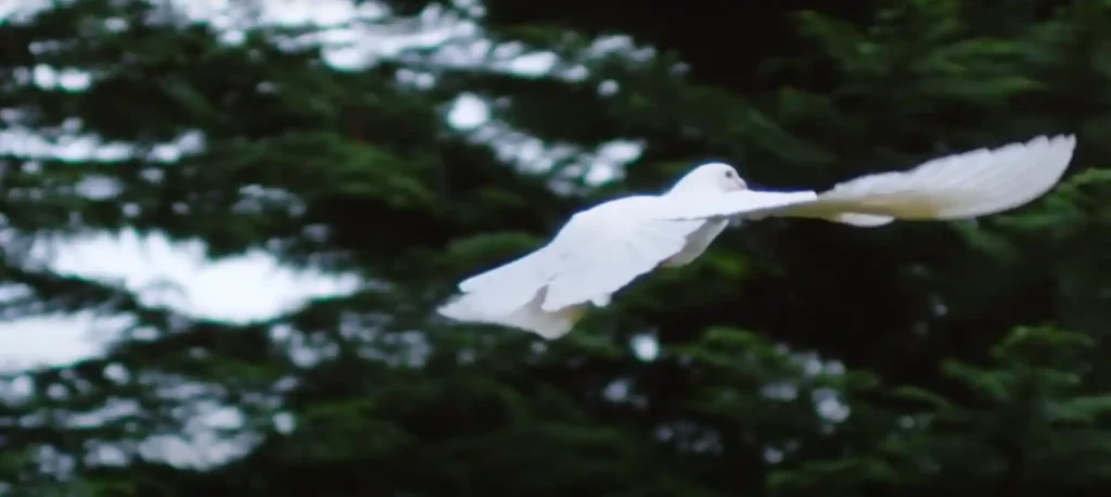 Unveiling the Spiritual Meaning of the White Bird
