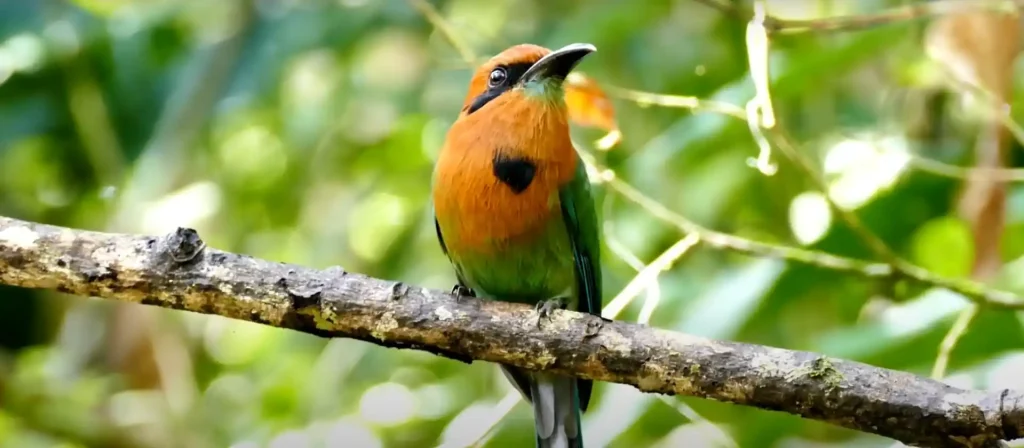 Unveiling the Symbolism of Different Bird Species’ Chirps