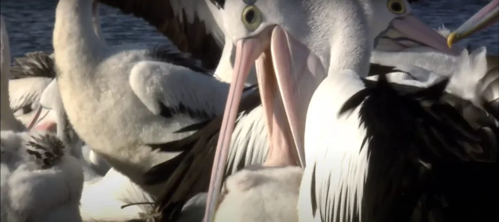 What Does It Mean When A Pelican Crosses Your Path